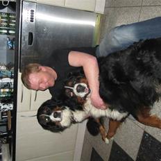 Berner sennenhund max