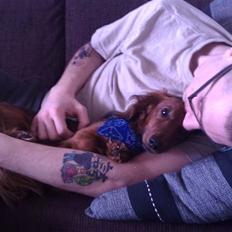 Dværggravhund Basse