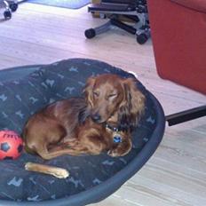 Dværggravhund Basse