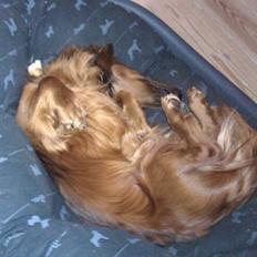 Dværggravhund Basse