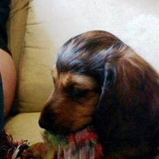 Dværggravhund Philip