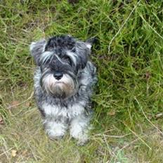 Dvaergschnauzer Vanilla Fudge