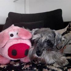 Dvaergschnauzer Vanilla Fudge