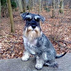 Dvaergschnauzer Queen of Hearts