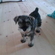 Dvaergschnauzer Queen of Hearts