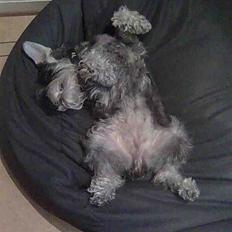 Dvaergschnauzer Queen of Hearts