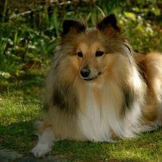 Shetland sheepdog Elverlamshuset's Tilde 