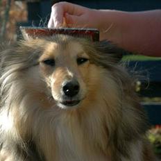 Shetland sheepdog Elverlamshuset's Tilde 