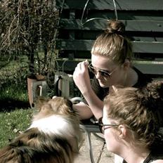 Shetland sheepdog Elverlamshuset's Tilde 