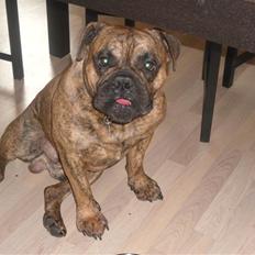 Olde victorian bulldogge Holger