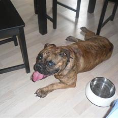 Olde victorian bulldogge Holger