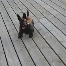 Skotsk terrier Dafne