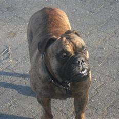 Olde victorian bulldogge Holger