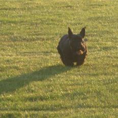 Skotsk terrier Dafne