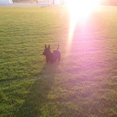 Skotsk terrier Dafne