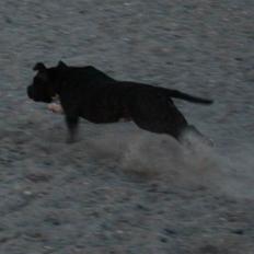 Staffordshire bull terrier Chili