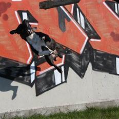 Staffordshire bull terrier Chili