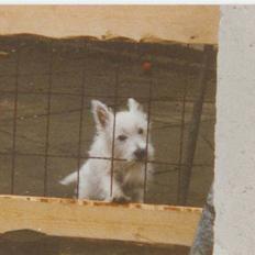 West highland white terrier Nikki †