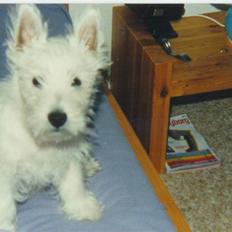 West highland white terrier Nikki †