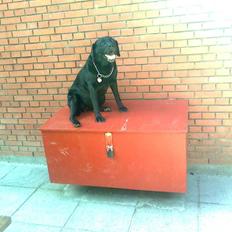 Labrador retriever Hølyst´s Amica R.I.P