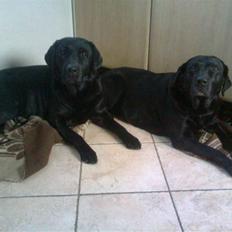 Labrador retriever Hølyst´s Amica R.I.P