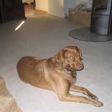 Labrador retriever Buster R.I.P