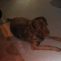 Labrador retriever Buster R.I.P