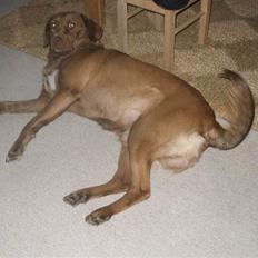 Labrador retriever Buster R.I.P