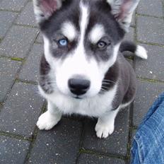Siberian husky Ayo