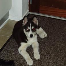 Siberian husky Ayo