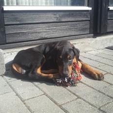 Dobermann Mamba von der Burgstätte