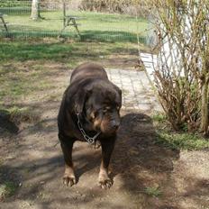 Rottweiler Ozzy *R.I.P*