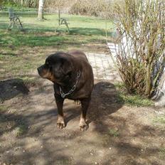 Rottweiler Ozzy *R.I.P*