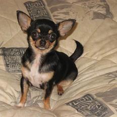 Chihuahua Mexi Bonita (Mini)