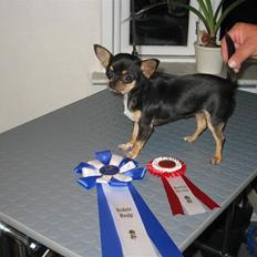 Chihuahua Mexi Bonita (Mini)
