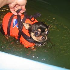 Chihuahua Mexi Bonita (Mini)