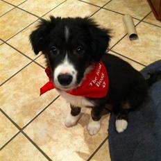 Border collie Teddy <3