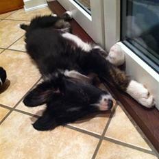 Border collie Teddy <3