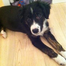 Border collie Teddy <3
