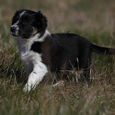 Border collie Pepper