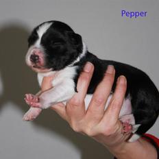 Border collie Pepper
