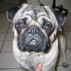 Mops Greenlands Dario