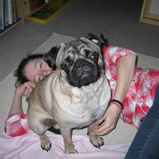 Mops Greenlands Dario