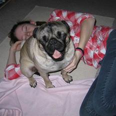 Mops Greenlands Dario