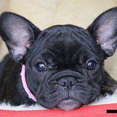 Fransk bulldog Zecudas Living Doll