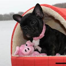 Fransk bulldog Zecudas Living Doll