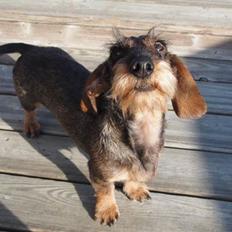 Miniature gravhund Egesgave's Wiggo