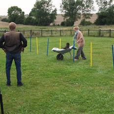 Miniature gravhund Egesgave's Wiggo