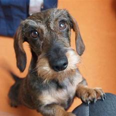 Miniature gravhund Egesgave's Wiggo