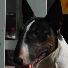 Bullterrier Kayley